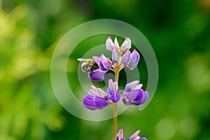 Lupine. Field flower.