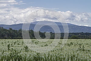 Lupine field in the Harz