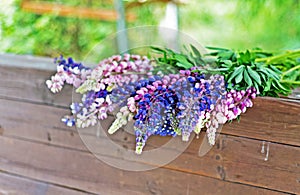Lupine field with pink purple and blue flowers. Bouquet of lupines summer floral background