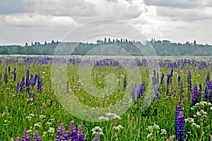 Lupine field with pink purple and blue flowers. Bunch of lupines summer flower background