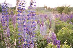 Lupine field with pink purple and blue flowers. Bunch of lupines summer flower background