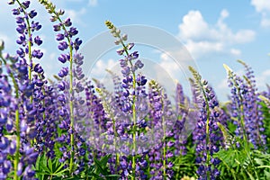 Lupine field with purple and blue flowers. Bunch of lupines summer flower background. Lupinus