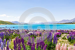 Lupine fields and snow-capped mountains along the shores of Lake Tekapo. South Island, New Zealand