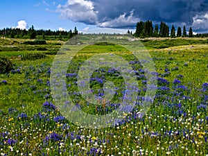 Lupine filled mountain meadow