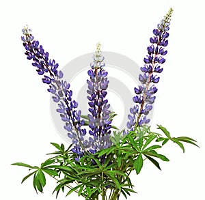 Lupine flower