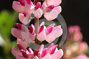 Lupine flower close-up on a green background.