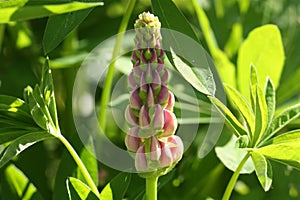 Lupine flower close-up on a green background.