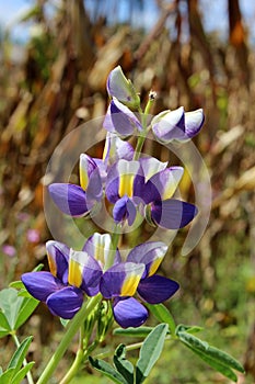 Lupine Flower Next to a Field