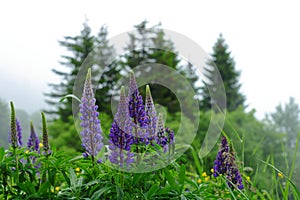 Lupine flower plant in Black Forest nature reserve spring season nature detail