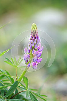 Lupine Flowers