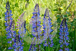 Lupine flowers against blur yellow and green background