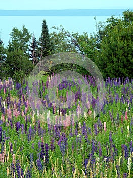 Lupine Flowers along Lake Superior