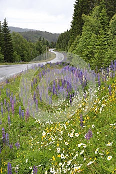 Norway tourist road photo