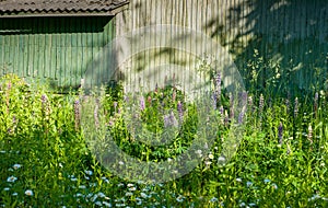 Lupine flowers on the background of trees shed wall