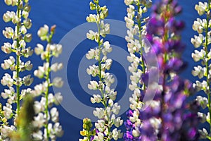 Lupine flowers close-up. Background of flowers. Nature