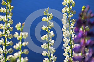 Lupine flowers close-up. Background of flowers. Nature