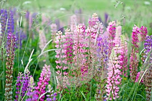 Lupine flowers in the field