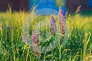 Lupine flowers in grass background texture at sunset light