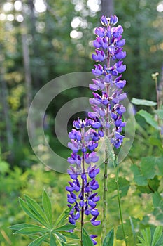 Lupine flowers growing in the forest
