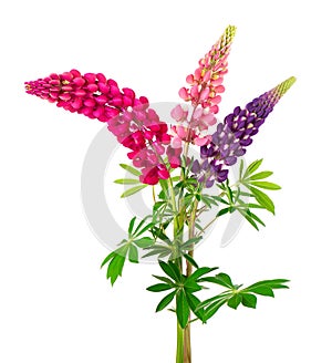 Lupine flowers isolated on white background. Bouquet of colorful lupinus.