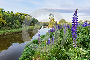 Lupine flowers. Kirzhach river in Vladimir region. Russia