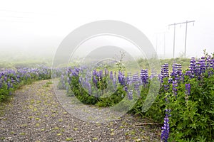 Lupine flowers in the morning fog. Lupinus polyphyllus.