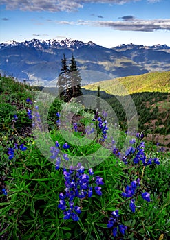 Lupine Flowers and Olympic Mountains, Washington State