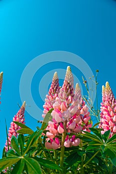 Lupine flowers. Pink lupins on bright blue sky background.Pink flowers and blue sky.Beautiful blooming background with