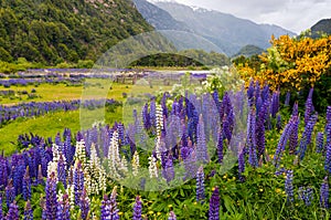 Lupine flowers at Simpson River Valley photo