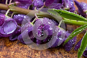 Lupine Flowers with Water Drops