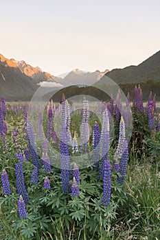 Lupine full bloom purple colour with mountain background, New Zealand