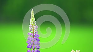 Lupine growing in the meadow. Colorful lupine on a windy day. Green grass. Puprle flower. Summer day. Forest on the