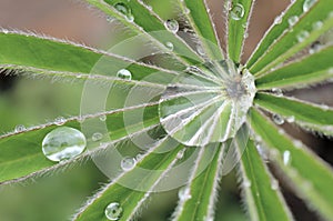 Lupine leaf