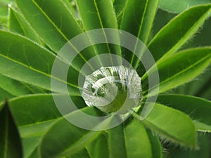 Lupine leaf, Macro photo, with water droplet shimmering from movement