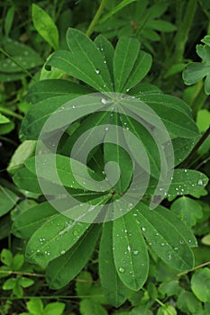 Lupine leaves with dew drops in a garden