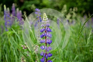 lupine, lupine flowers, flower field