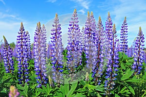 Lupine (Lupinus)