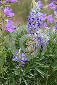 Lupine and Penstemon: Catching water jewels after a rain on the Horse Heaven Hills