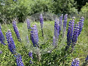 Lupine, a plan from the legume family.
