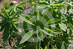Lupine plant leaf