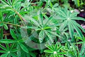 Lupine a plant of the pea family, with deeply divided leaves,after rain