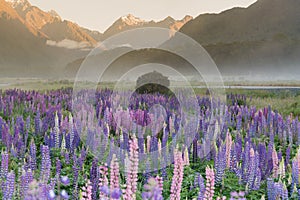 Lupine purple flower with mountain background during morning