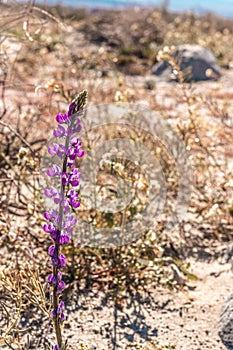 Lupine, purple magenta southern California desert wildflower close up