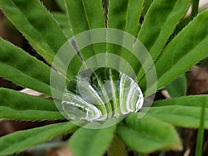 Lupine raindrop on green leaves