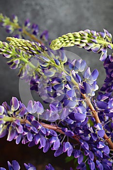 Lupine. Still life with purple flowers bouquet in vase.