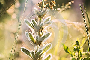 Lupine In Summer Meadow At Sunset Sunrise. Lupinus, Commonly Known As Lupin Or Lupine, Is A Genus Of Flowering Plants In