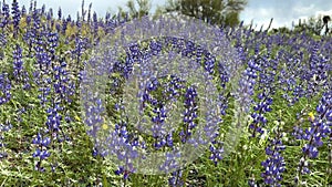 Lupine wildflowers blooming in the Arizona desert