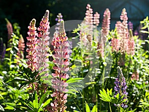 Lupine wildflowers close up in meadow field at sunset