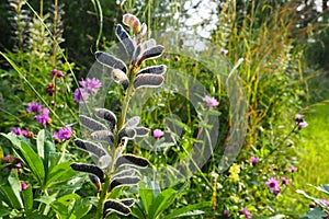 Lupine, wolf bean, Lupinus - a genus of plants from the legume family Fabaceae. Dry seeds in a bean. Reproduction by photo