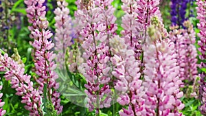 Lupines